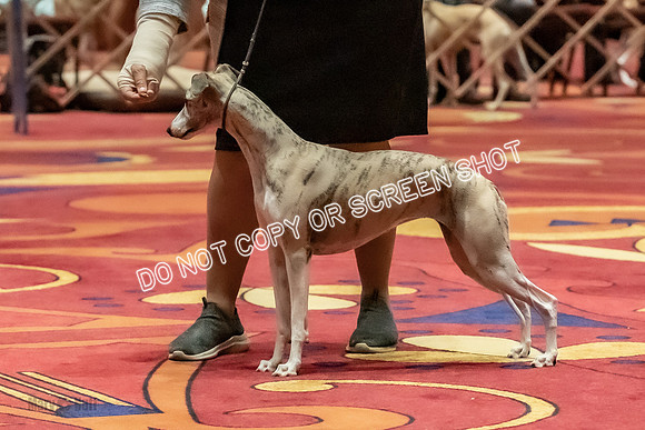 Stud Dogs-0276