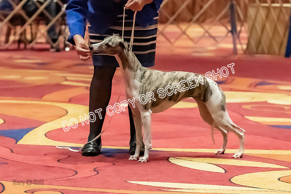 Stud Dogs-0277