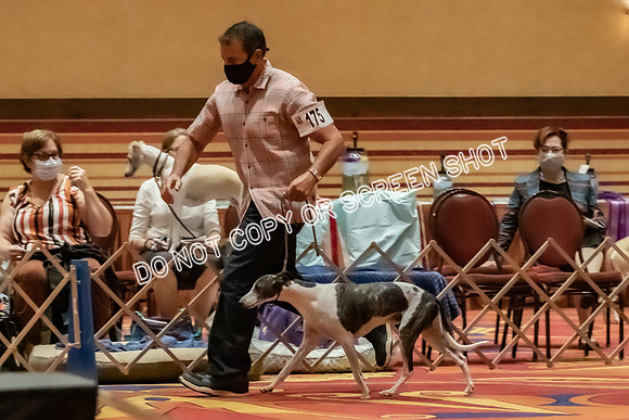 Stud Dogs-0273