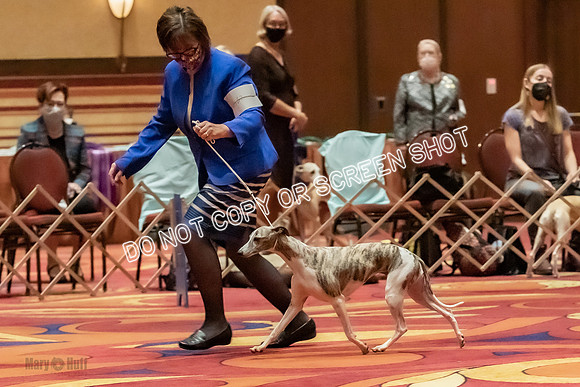 Stud Dogs-0290