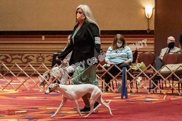 Stud Dogs-0253