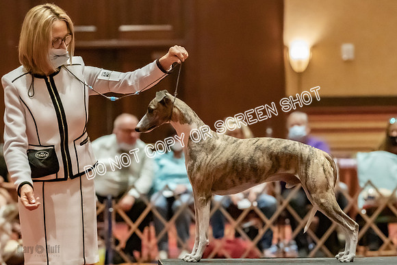 Stud Dogs-0285