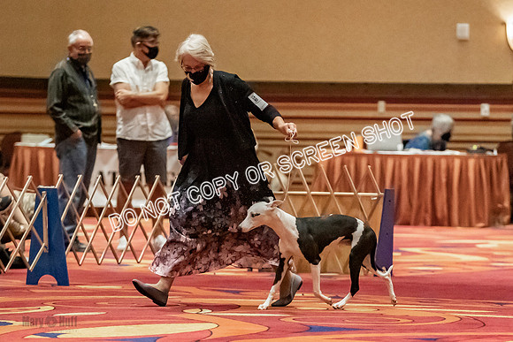 Amateur-Owner-Handler Dogs-9708