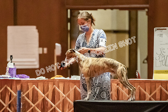 Amateur-Owner-Handler Dogs-9720