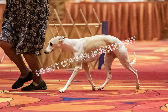 Amateur-Owner-Handler Dogs-9756