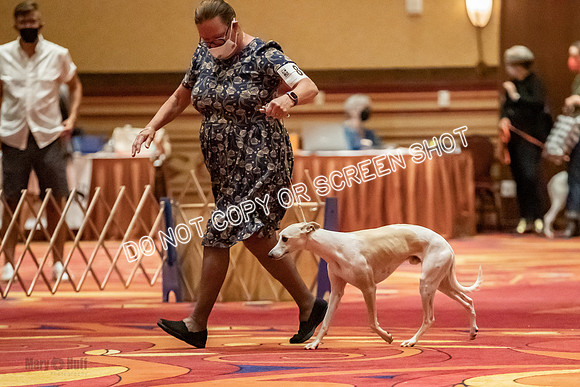 Amateur-Owner-Handler Dogs-9755