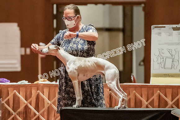 Amateur-Owner-Handler Dogs-9752