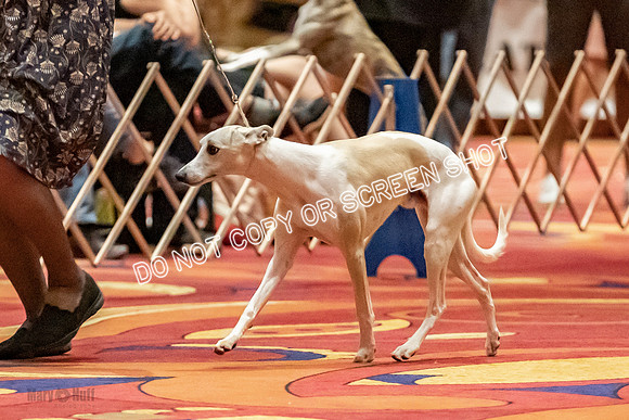 Amateur-Owner-Handler Dogs-9760