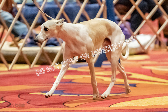 Amateur-Owner-Handler Dogs-9767