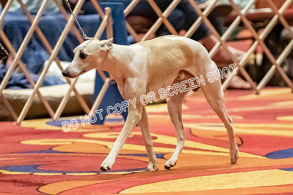 Amateur-Owner-Handler Dogs-9766