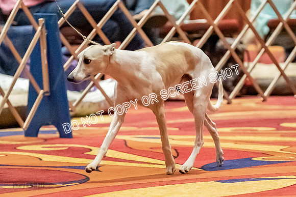 Amateur-Owner-Handler Dogs-9765