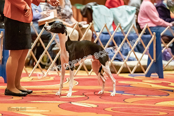 Amateur-Owner-Handler Dogs-9702
