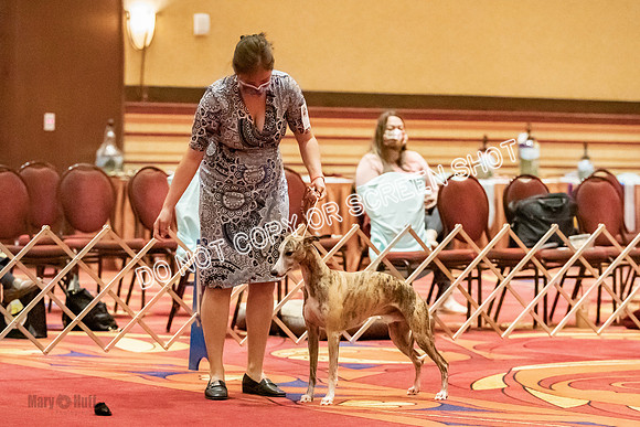 Amateur-Owner-Handler Dogs-9700