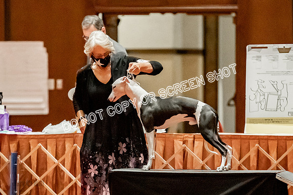 Amateur-Owner-Handler Dogs-9703