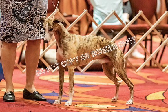 Amateur-Owner-Handler Dogs-9701
