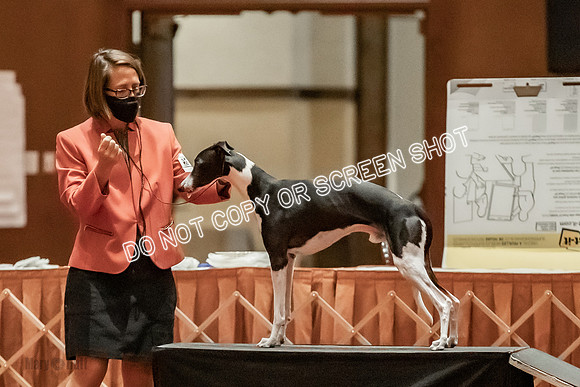 Amateur-Owner-Handler Dogs-9738