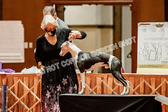 Amateur-Owner-Handler Dogs-9704