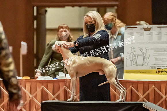 American Bred Dogs-9985