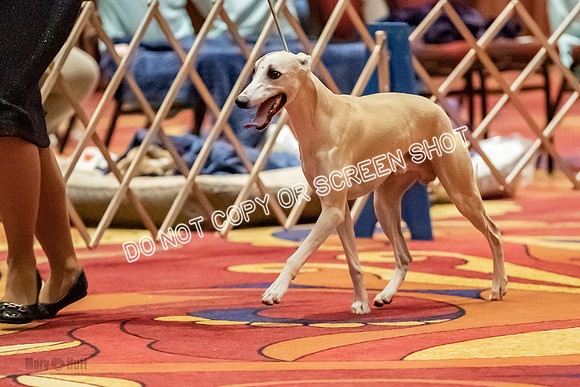 American Bred Dogs-9992