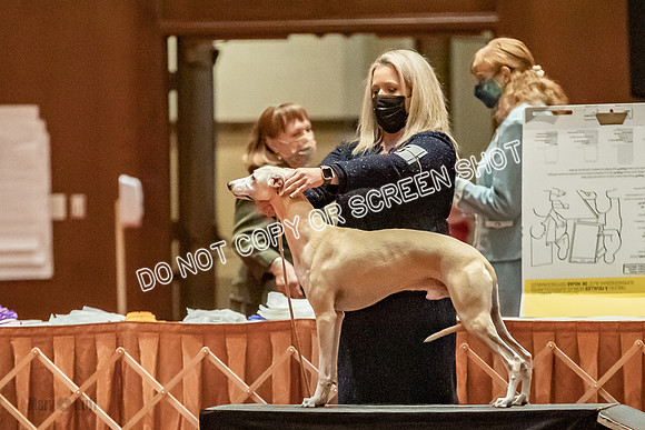 American Bred Dogs-9987