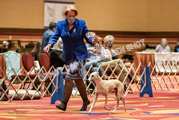 American Bred Dogs-9978