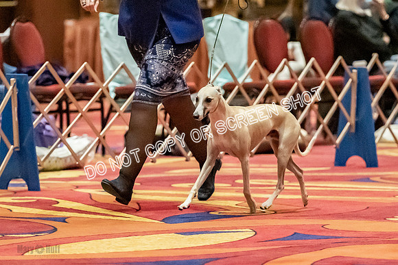 American Bred Dogs-9981
