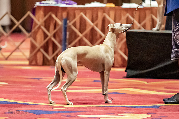 American Bred Dogs-9971