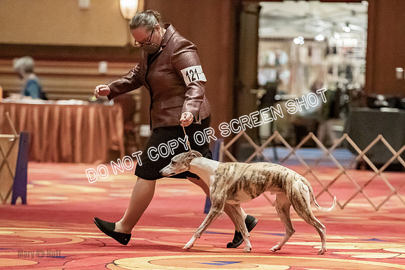 American Bred Dogs-0001