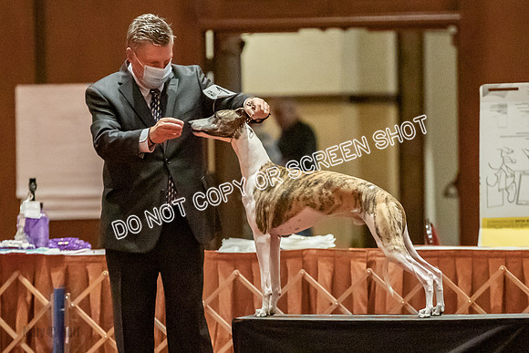 Bred-By-Exhibitor Dogs-9916