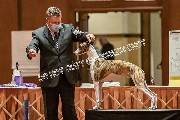Bred-By-Exhibitor Dogs-9917