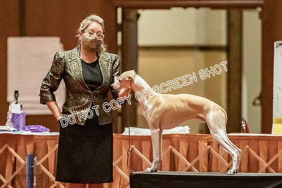 Bred-By-Exhibitor Dogs-9901