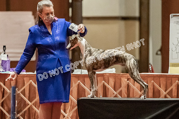 Bred-By-Exhibitor Dogs-9860