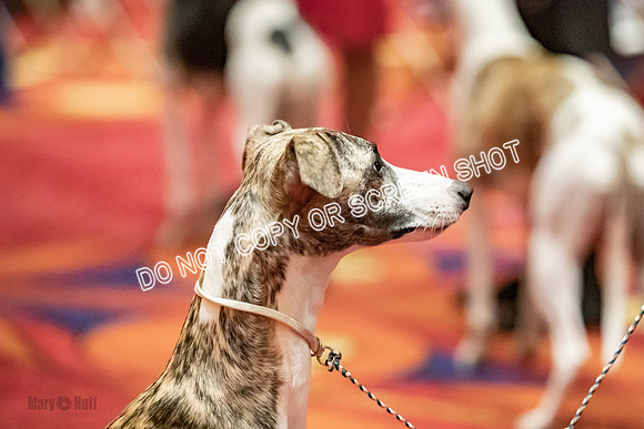 Bred-By-Exhibitor Dogs-9875