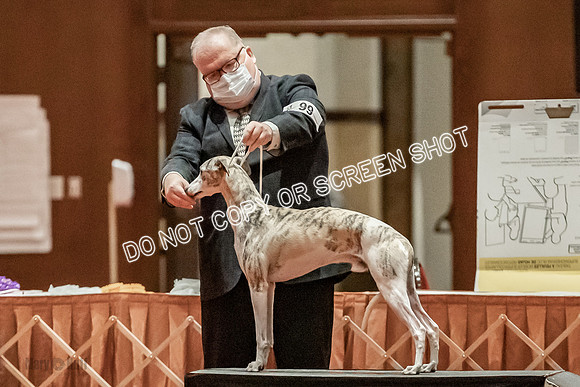 Bred-By-Exhibitor Dogs-9874
