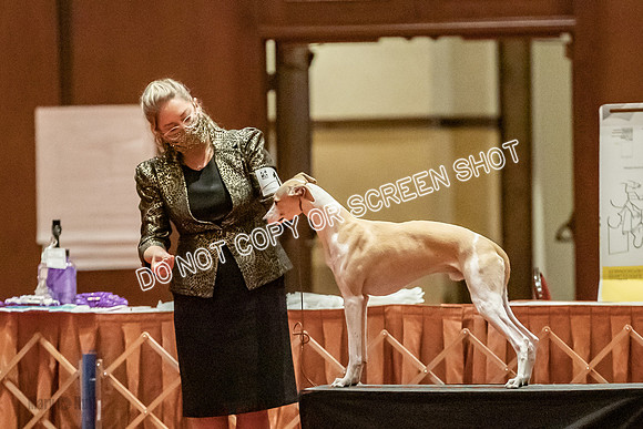 Bred-By-Exhibitor Dogs-9904