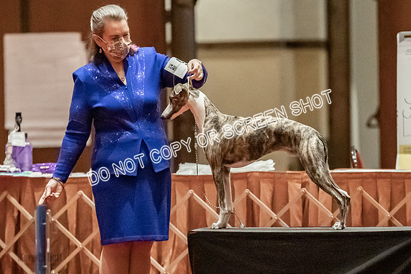Bred-By-Exhibitor Dogs-9858