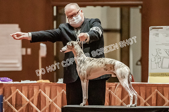 Bred-By-Exhibitor Dogs-9873