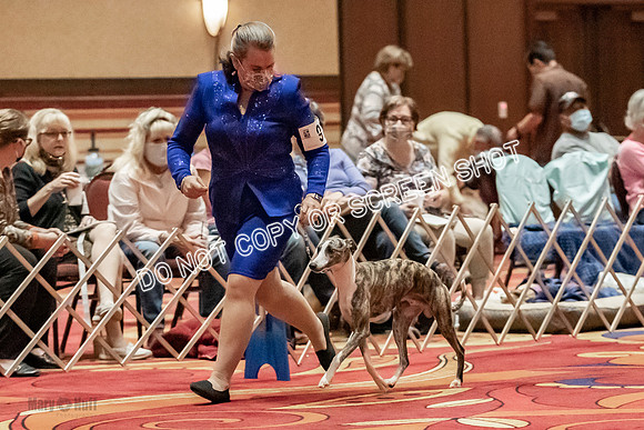Bred-By-Exhibitor Dogs-9871