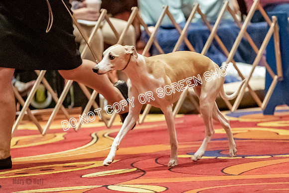 Bred-By-Exhibitor Dogs-9913