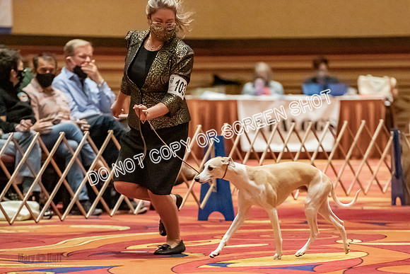 Bred-By-Exhibitor Dogs-9907