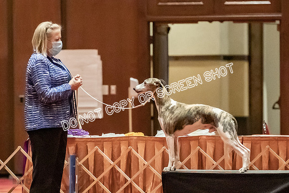 Bred-By-Exhibitor Dogs-9961