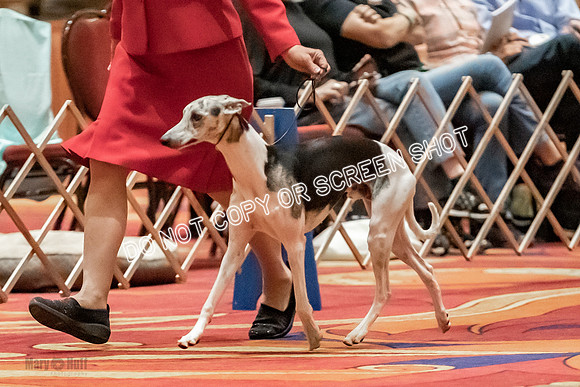 Bred-By-Exhibitor Dogs-9828