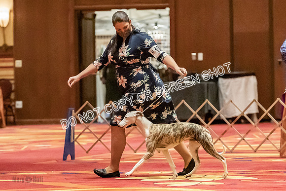 Bred-By-Exhibitor Dogs-9948