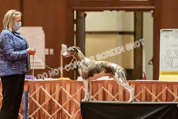 Bred-By-Exhibitor Dogs-9962