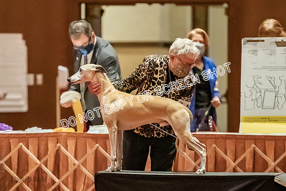 Bred-By-Exhibitor Dogs-9779