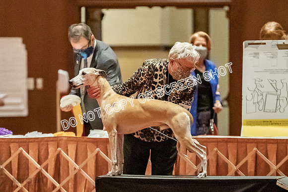 Bred-By-Exhibitor Dogs-9778