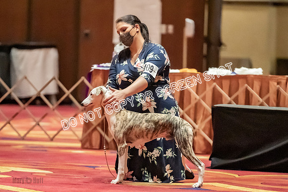 Bred-By-Exhibitor Dogs-9967