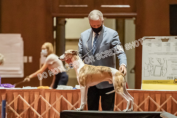 Bred-By-Exhibitor Dogs-9806