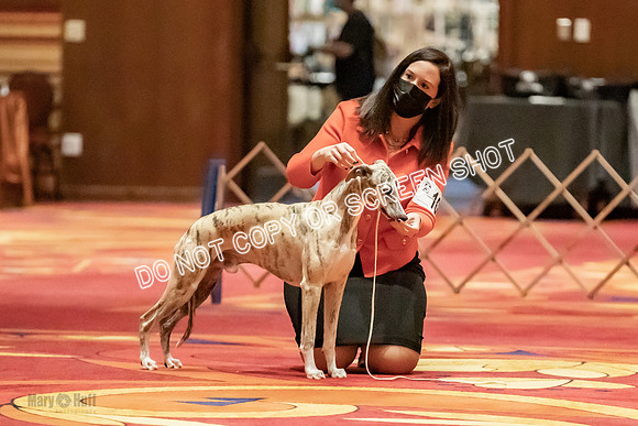 Bred-By-Exhibitor Dogs-9966
