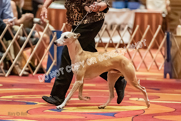 Bred-By-Exhibitor Dogs-9782